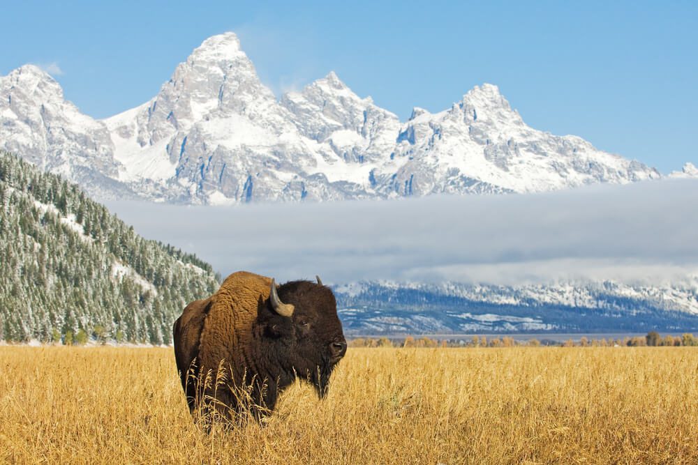 Wyoming Pushes Forward on Pro-2A Agenda — A Sharp Contrast to Blue-State Crackdowns