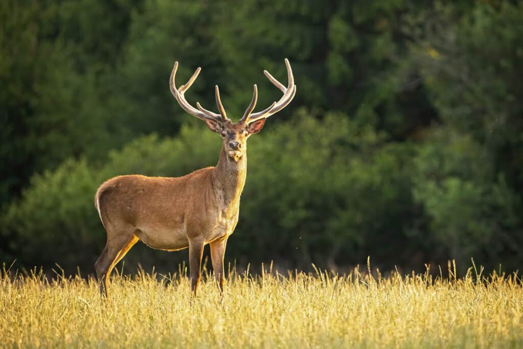 Deer in the meadow