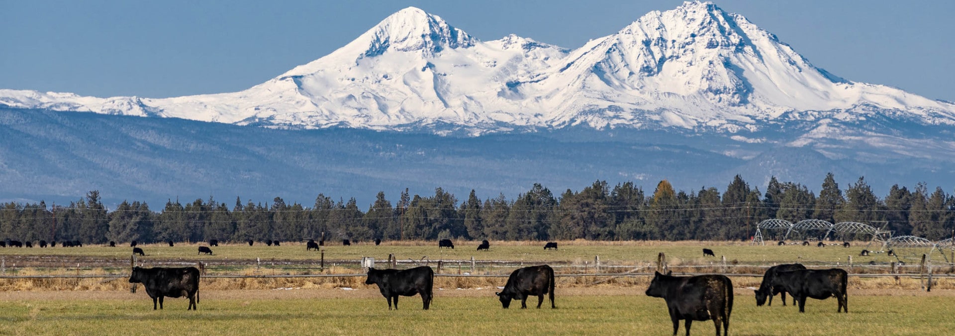 Cows in Oregon