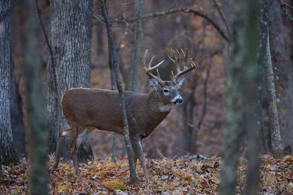 Le Sueur County Minnesota Rejects Gun Restrictions — Rifles Approved for 2026 Deer Season